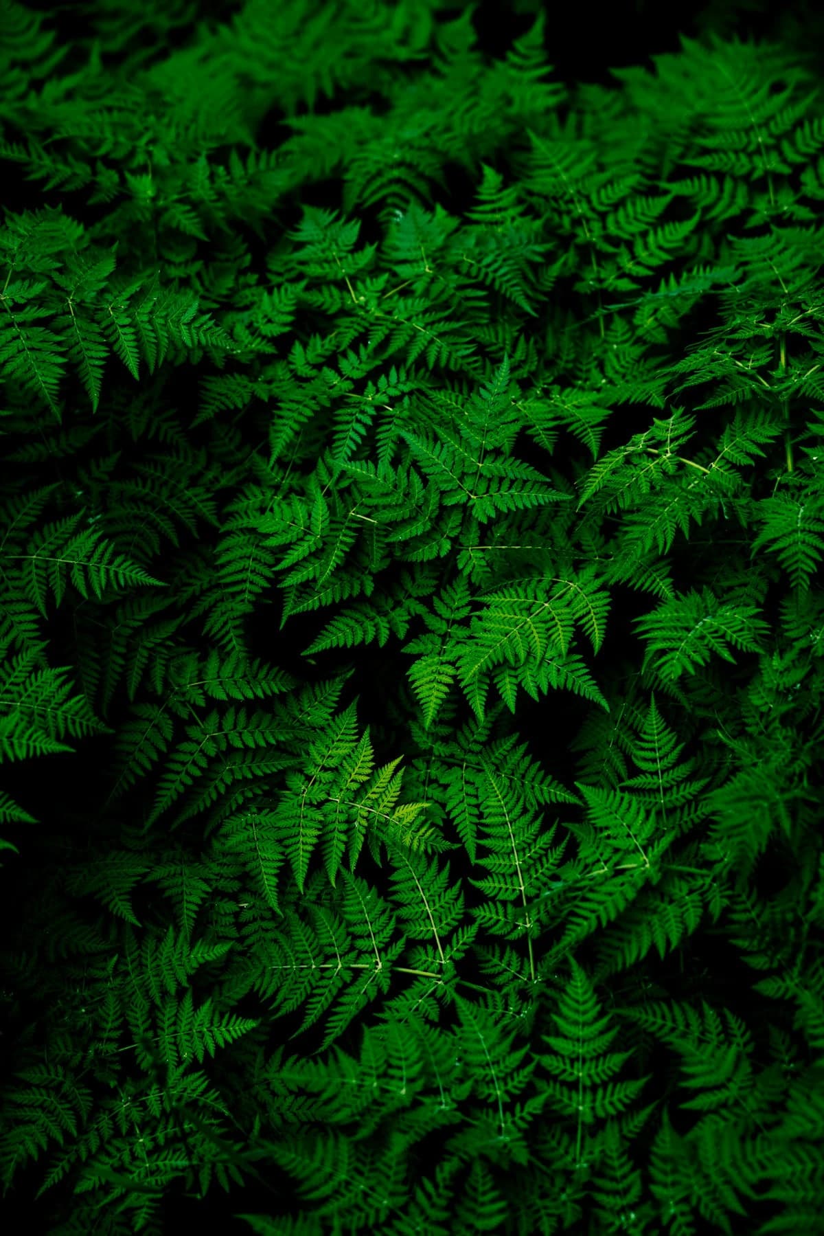 Hojas verdes con luz natural