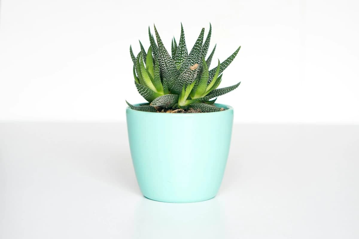 Planta ornamental en macetero